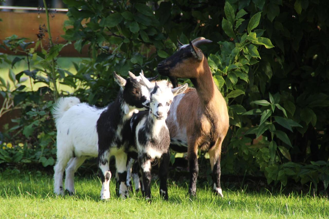Ferienhof Zum Sagschneider Lenggries Esterno foto
