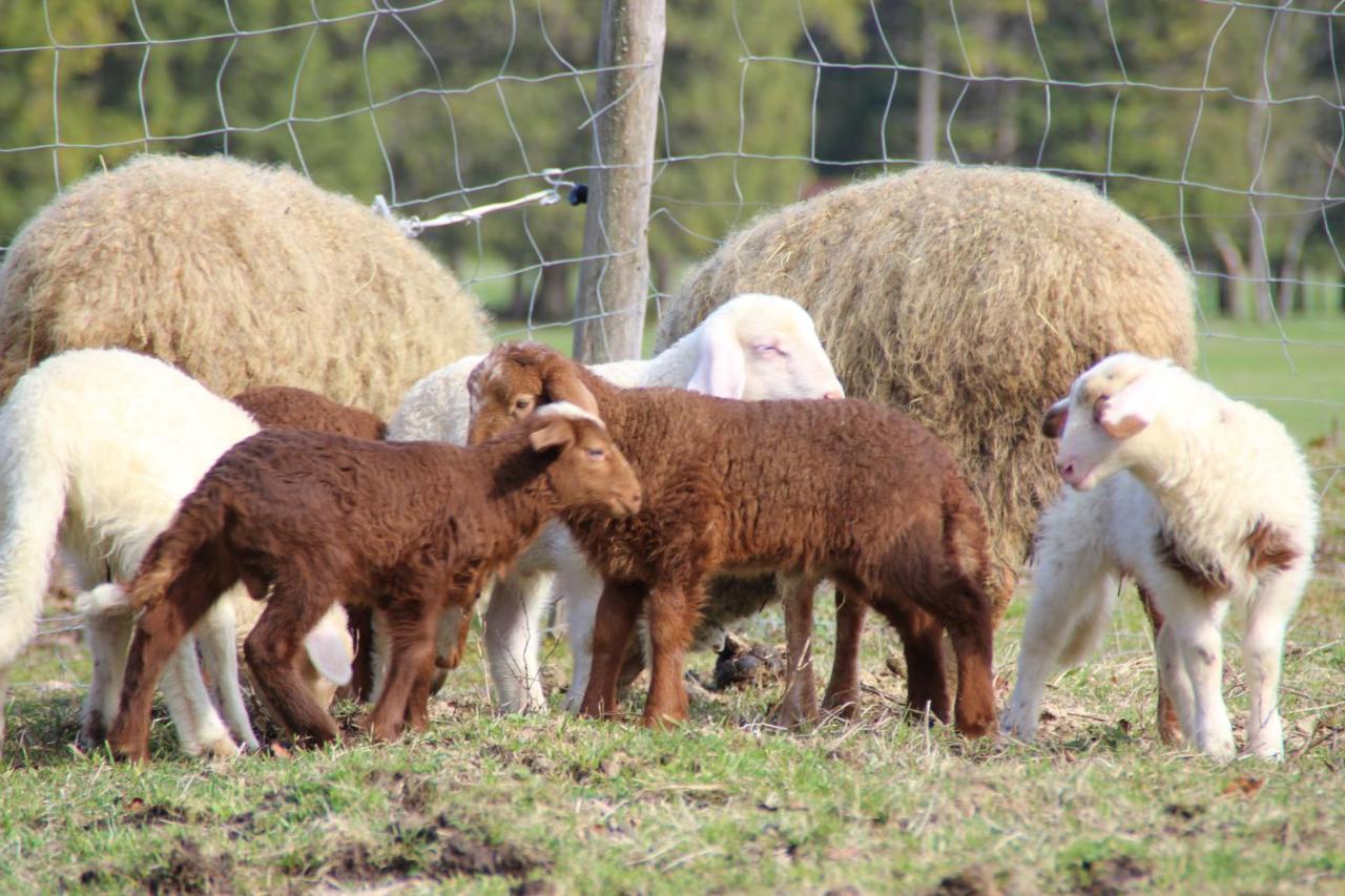Ferienhof Zum Sagschneider Lenggries Esterno foto